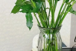 为什么养花不能只浇自来水？