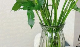 为什么养花不能只浇自来水？