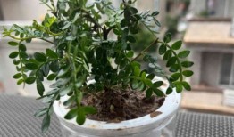 通风不好怎么养花？