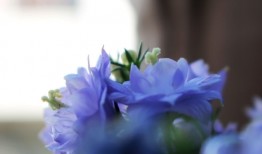 养花秘诀之室内养盆栽老是死掉的原因深度剖析